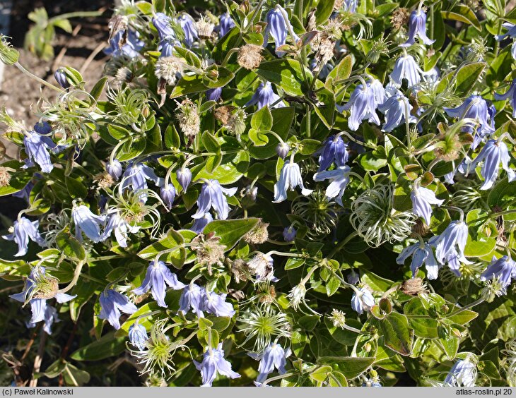 Clematis diversifolia hort.