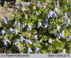 Clematis diversifolia hort.