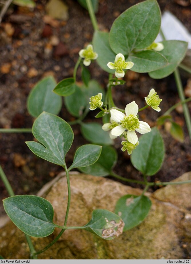 Clematis elisabethae-carolae