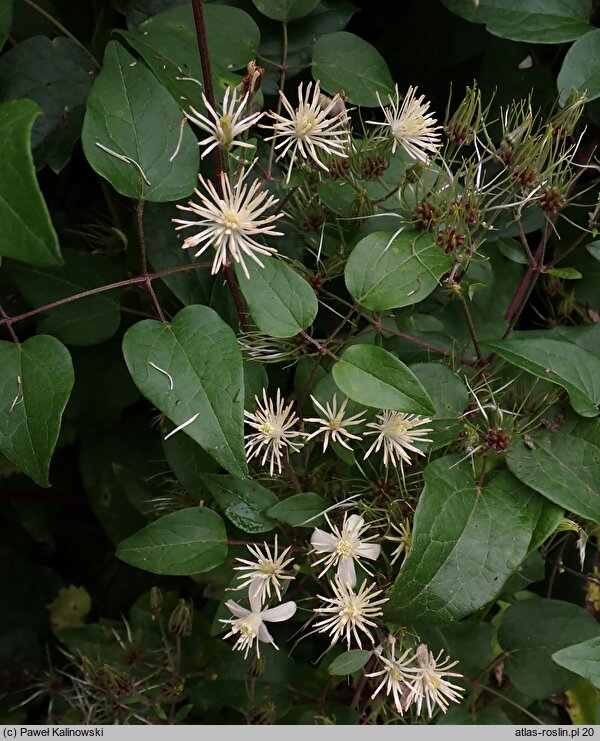 Clematis fujisanensis