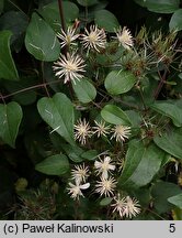 Clematis fujisanensis