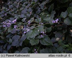 Clematis heracleifolia var. tubulosa (powojnik rurkowaty)