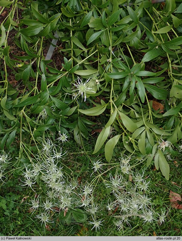 Clematis hexapetala