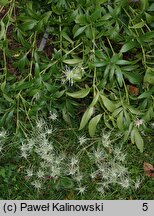 Clematis hexapetala