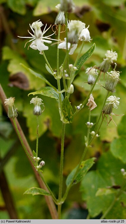 Clematis ligusticifolia (powojnik lubiśnikowy)