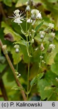 Clematis ligusticifolia (powojnik lubiśnikowy)