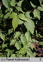 Clematis montana ssp. rubens var. rubens (powojnik górski odm. czerwona)