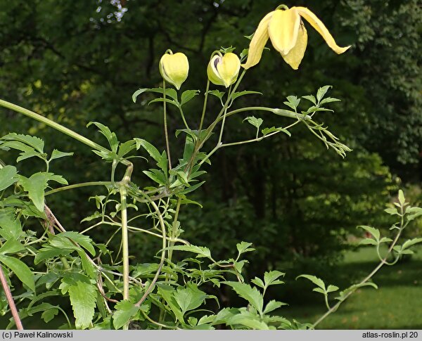 Clematis orientalis (powojnik wschodni)