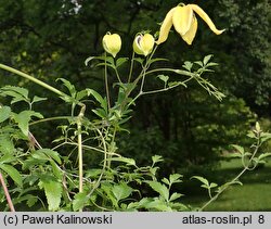 Clematis orientalis (powojnik wschodni)