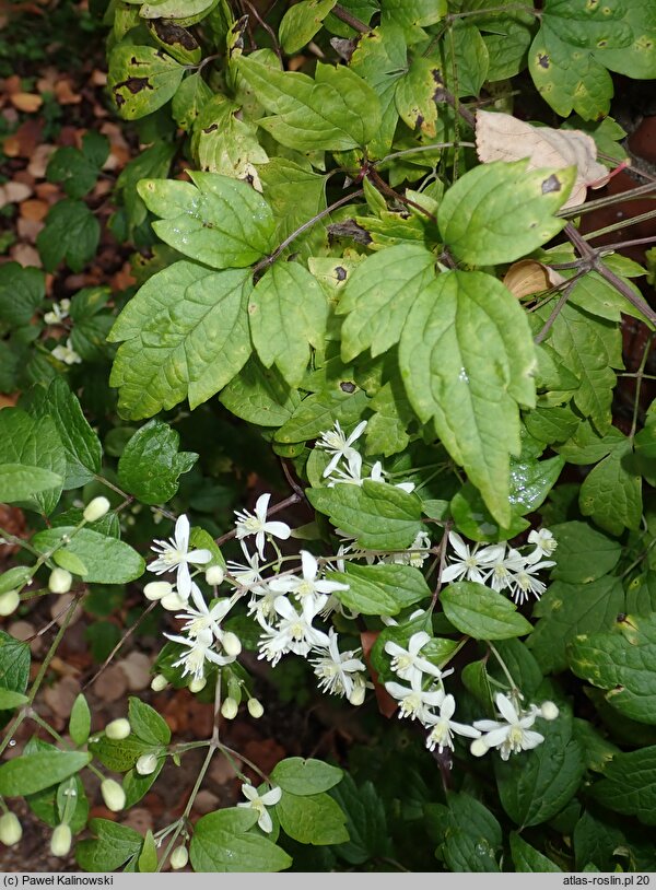 Clematis pierotii