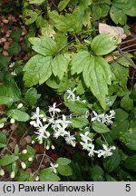 Clematis pierotii