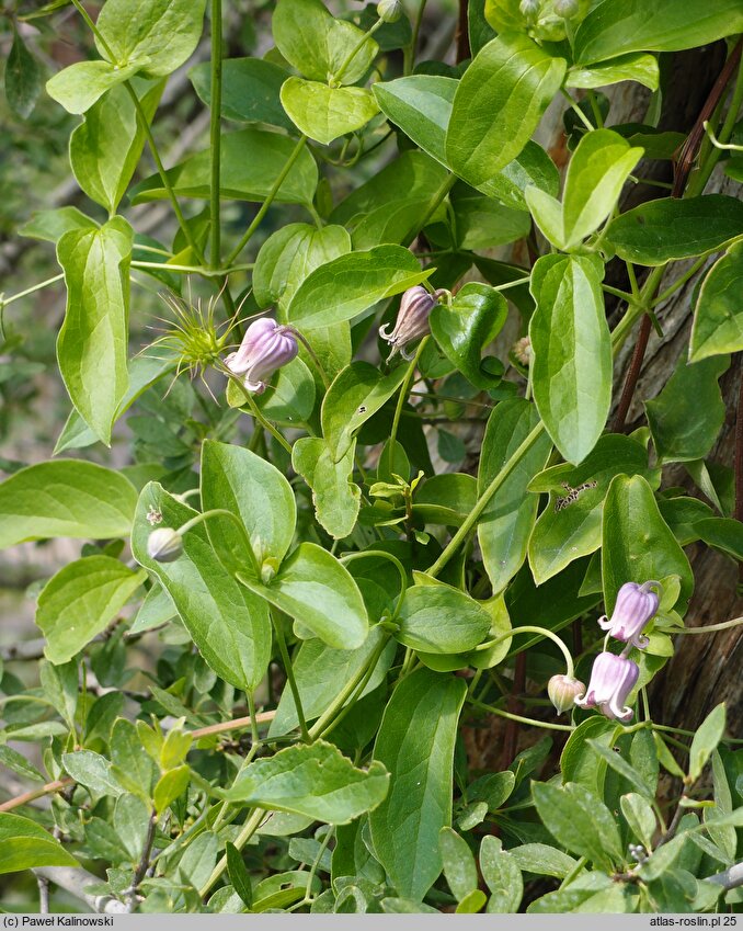 Clematis pitcheri (powojnik Pitchera)