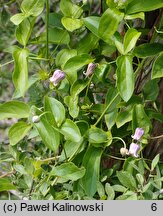 Clematis pitcheri (powojnik Pitchera)