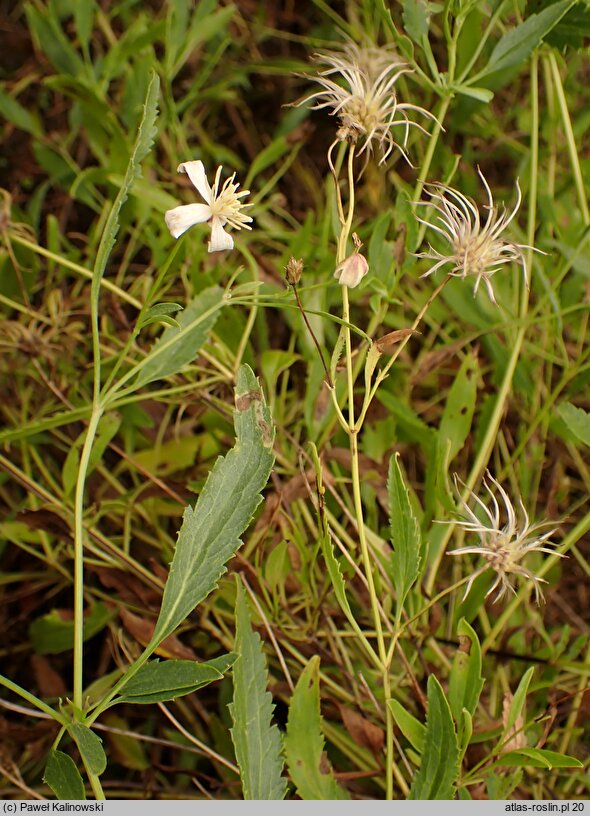 Clematis songorica