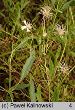 Clematis songorica