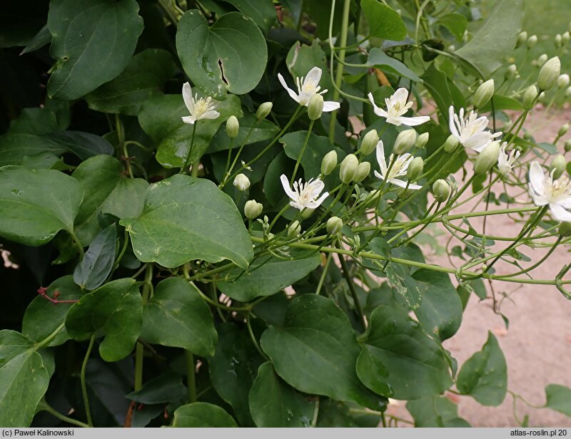 Clematis terniflora (powojnik jesienny)