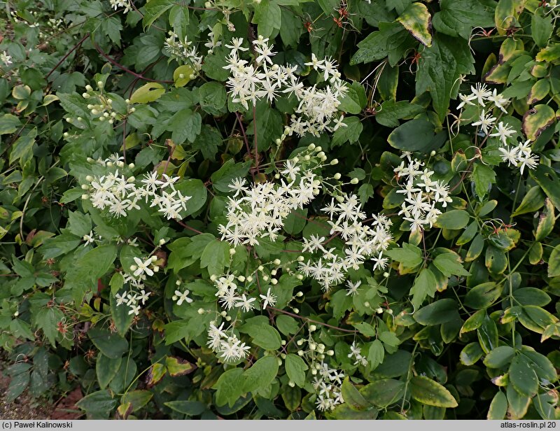 Clematis trichotoma