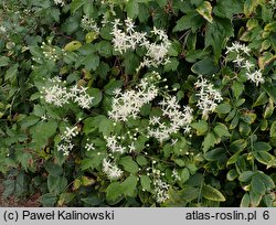 Clematis trichotoma