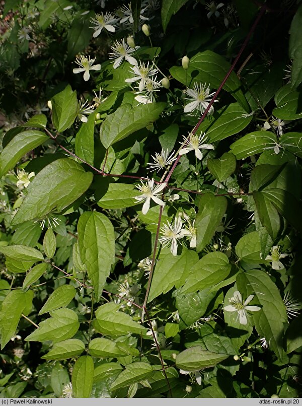 Clematis virginiana (powojnik wirginijski)