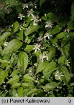 Clematis virginiana (powojnik wirginijski)