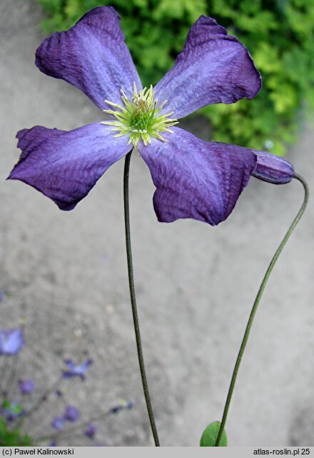 Clematis viticella (powojnik włoski)