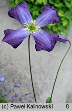 Clematis viticella (powojnik włoski)