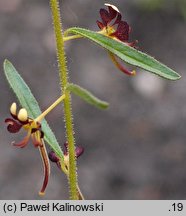 Cleome violacea