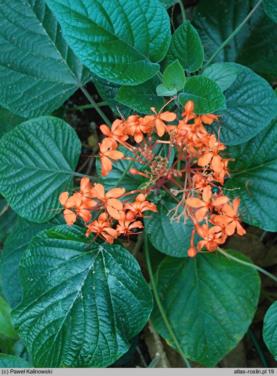 Clerodendrum speciosissimum