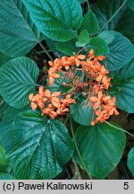 Clerodendrum speciosissimum