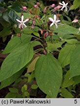 Clerodendrum trichotomum (szczęślin trójdzielny)