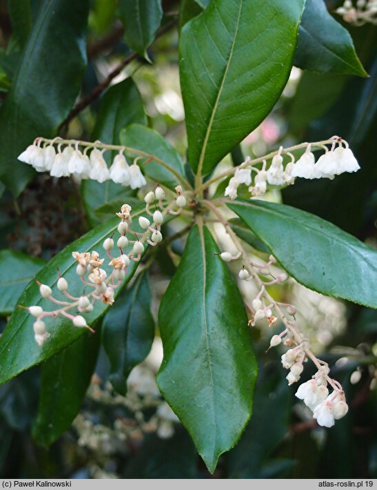 Clethra arborea