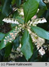 Clethra arborea