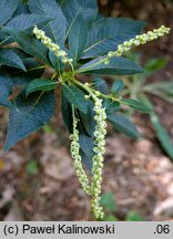 Clethra barbinervis (orszelina szara)