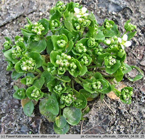 Cochlearia officinalis (warzucha lekarska)