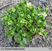 Cochlearia officinalis (warzucha lekarska)