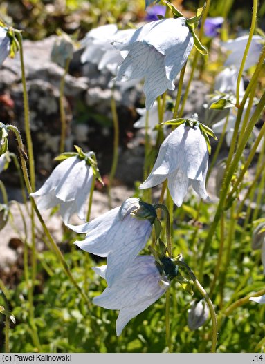 Codonopsis ovata (dzwonkowiec jajowaty)