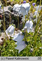 Codonopsis ovata (dzwonkowiec jajowaty)