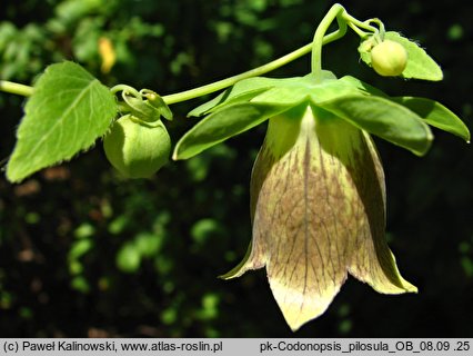 Codonopsis pilosula (dzwonkowiec kosmaty)