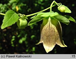 Codonopsis pilosula (dzwonkowiec kosmaty)