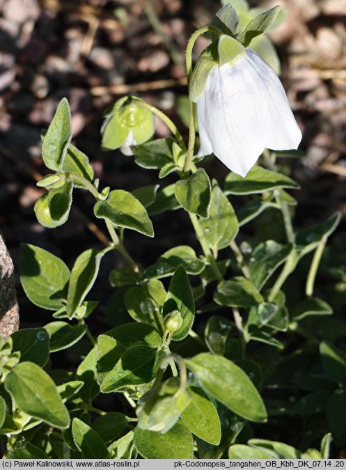 Codonopsis pilosula ssp. tangshen