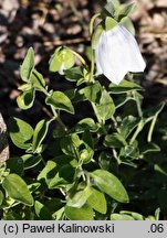 Codonopsis pilosula ssp. tangshen