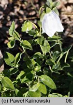 Codonopsis pilosula ssp. tangshen