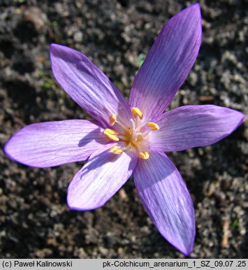 Colchicum arenarium (zimowit piaskowy)