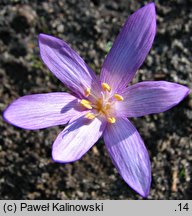 Colchicum arenarium (zimowit piaskowy)