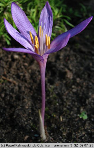 Colchicum arenarium (zimowit piaskowy)