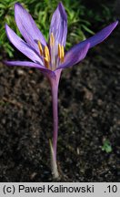 Colchicum arenarium (zimowit piaskowy)