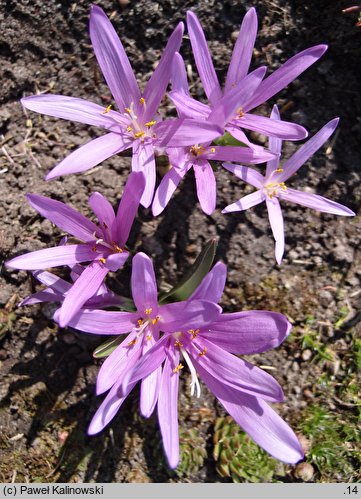 Colchicum bulbocodium