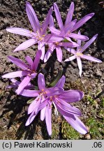 Colchicum bulbocodium