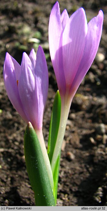 Colchicum doerfleri