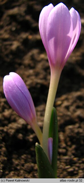 Colchicum doerfleri